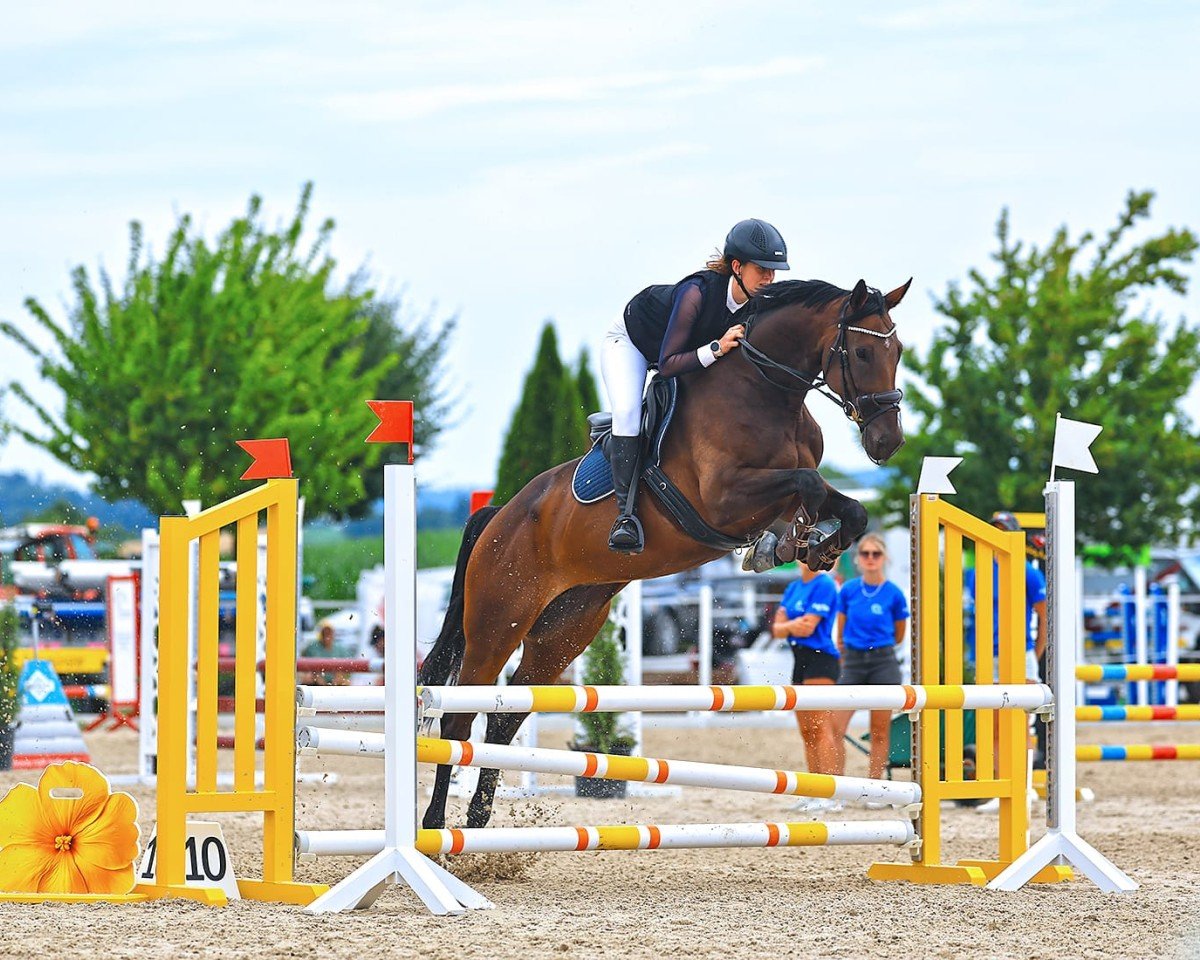 broodmare Ida 113 (German Sport Horse, 2019, from Ikarus 378)