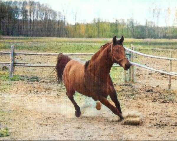 stallion Zryw (unknown, 1979, from Zatrat)