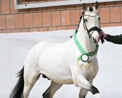 stallion Assenmachers C'est Spéciale (German Riding Pony, 2021, from Cosmopolitan NRW)