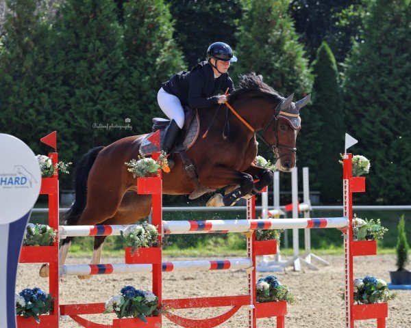 Springpferd Remondo K (Zweibrücker, 2010, von Rivero II)