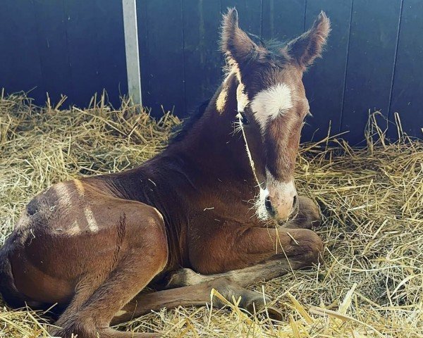 Pferd Assenmachers Glückstreffer (Deutsches Reitpony, 2023, von Glück Auf A)