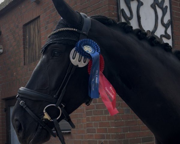 dressage horse Bellamie 36 (Hanoverian, 2019, from Bel Amour 3)