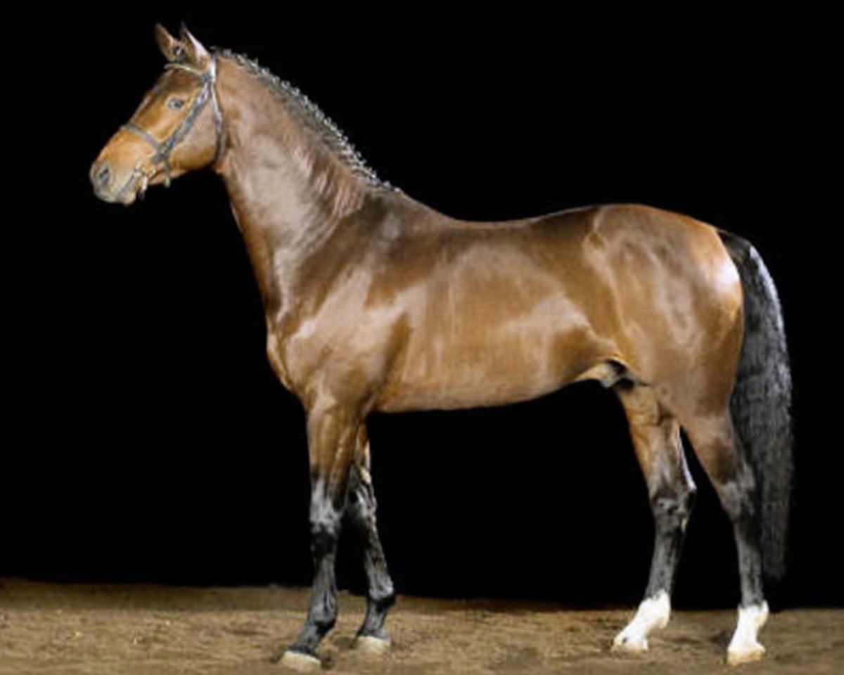 Deckhengst Boeve's Colmander (Holsteiner, 2004, von Colman)