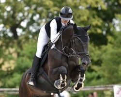 jumper Daisy 1024 (Hanoverian, 2012, from Don Index)