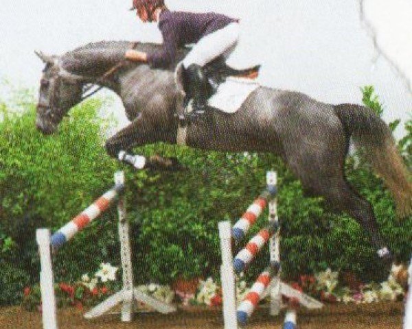 Springpferd Joshua 17 (Holsteiner, 1997, von Julio Mariner xx)