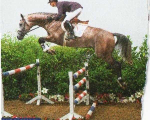 Dressurpferd Lucchino 2 (Holsteiner, 1998, von Lavaletto)