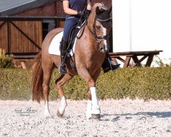Dressurpferd Dagobert 107 (Deutsches Reitpony, 2009, von Der Kleine Donnerhall W)