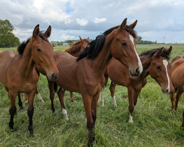 Pferd Hengst von Vigado / Uriko (Holsteiner, 2024, von Vigado)