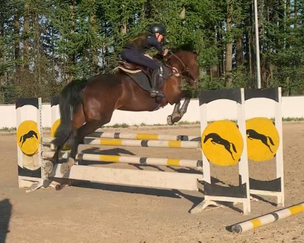 Cavallo da salto Viva la Vida 30 (Hannoveriano, 2014, di Viscount 22)