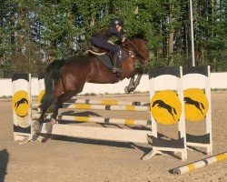 jumper Viva la Vida 30 (Hanoverian, 2014, from Viscount 22)