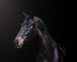 stallion Fiatschko (Westphalian, 2019, from Franziskus FRH)