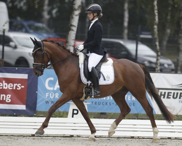 horse Capri Moon L (German Riding Pony, 2021, from DSP Cosmo Royale)