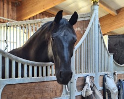 dressage horse Finest Black 3 (Oldenburg, 2015, from Nymphenburg's First Ampere)