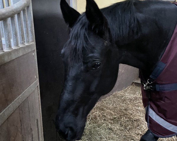 dressage horse Fürst Frido (Oldenburg, 2017, from For Romance I)