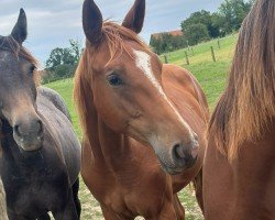 horse Alice im Wunderland (Westphalian, 2023, from Airplane)