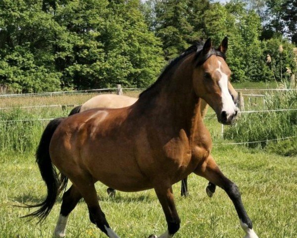 horse Fee 1023 (Holsteiner, 2013, from Chin Champ)