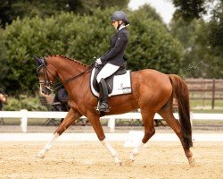 Dressurpferd Reitland‘s Danciano B (Deutsches Reitpony, 2015, von Reitland's Du oder Keiner)