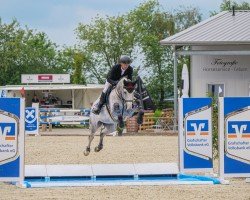 Springpferd Chacara CB (Oldenburger Springpferd, 2019, von Chacoon Blue)