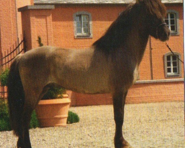 horse Dugur fra Petursbergi (Iceland Horse, 2003, from Saer fra Bakkakoti)
