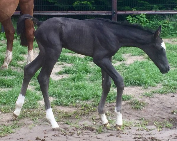 horse Lonkens Leorin (Oldenburg, 2017, from Licotus)