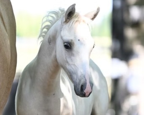 stallion Assenmachers Goldstück (German Riding Pony, 2022, from HET Golden Dream)