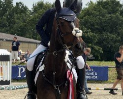 Cavallo da Dressage Vote Vaiana (Hannoveriano, 2019, di Viscount 22)