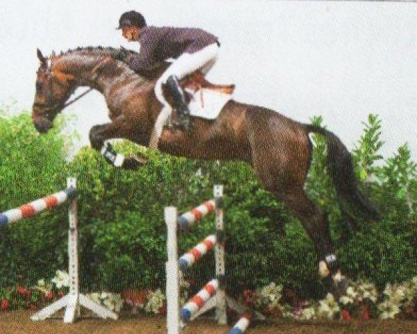 Springpferd Canetti 4 (Holsteiner, 1998, von Concerto II)