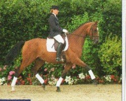 dressage horse Carinaro (Holsteiner, 1998, from Caretino)