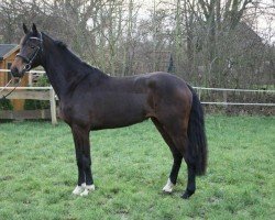 broodmare Fanny Fantasia (Holsteiner, 2013, from Catoo)