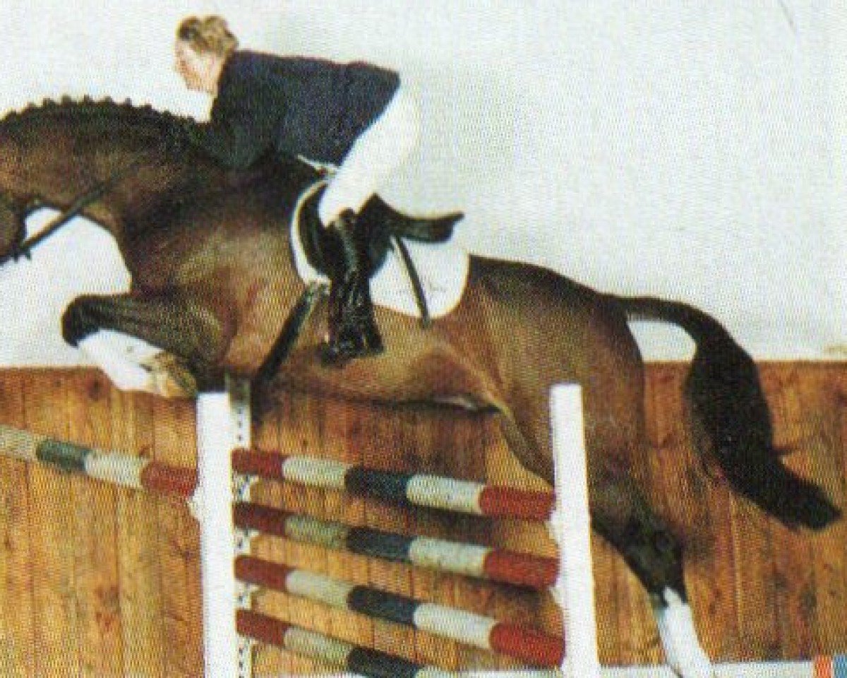 Deckhengst Lican (Holsteiner, 1996, von Lennon)
