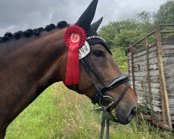 Dressurpferd Louis D'aragon (KWPN (Niederländisches Warmblut), 2016, von Douglas)