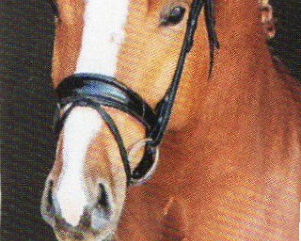 Deckhengst Unique (Zangersheide Reitpferd, 2019, von Untouchable)