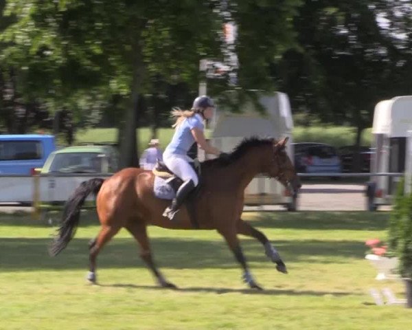 Pfingst-Reitturnier Kreuzkrug-Raddestorf 2014