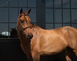 jumper Centhargos PS (Oldenburg show jumper, 2016, from Centino du Ry)