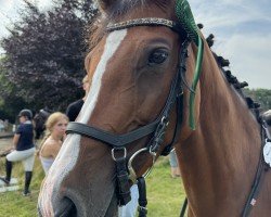 jumper Hailey Hope U (Holsteiner, 2015, from Cannavaru)
