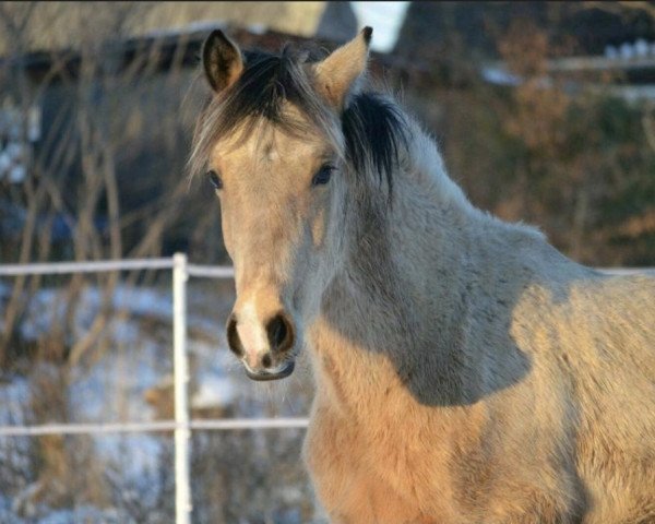 Deckhengst Dünenmond von der Sturmhöhe (Deutsches Reitpony, 2020, von Dimaggio Se.M.)