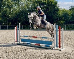 jumper Diago 25 (Hanoverian, 2019, from Diacontinus)