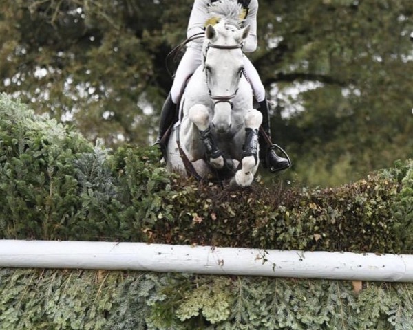 horse Emory Mail (Selle Français, 2014, from Quercus du Maury AA)