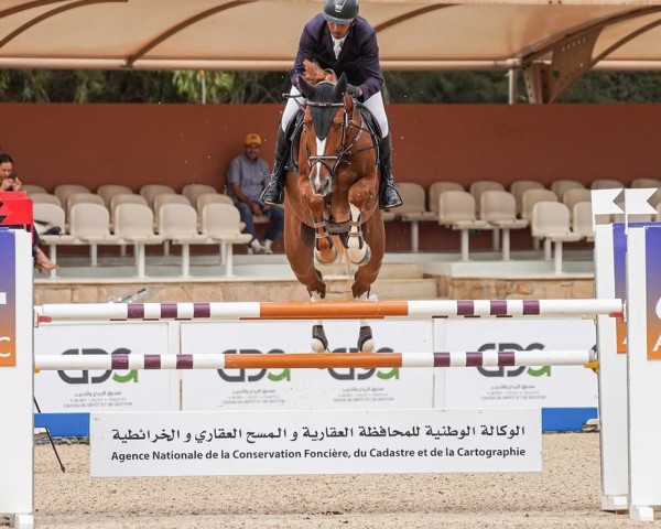jumper Amidam Tivoli Z (Zangersheide riding horse, 2017, from A Golden Boy Hero Z)