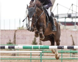 Cavallo da salto Dragon (Selle Français, 2013, di Untouchable)