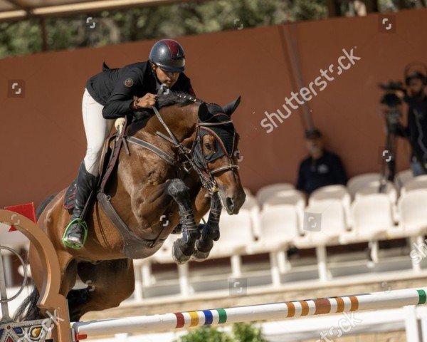 jumper Korino van den Muggenhoek (anglo european sporthorse, 2015, from Quickfeuer van Koekshof)