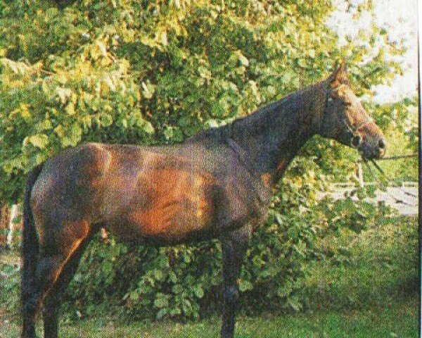 Zuchtstute Kantana (Trakehner, 1996, von Katamaran xx)