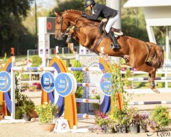jumper Mister D'Eclipse (Belgian Warmblood, 2012, from Diamant de Semilly)