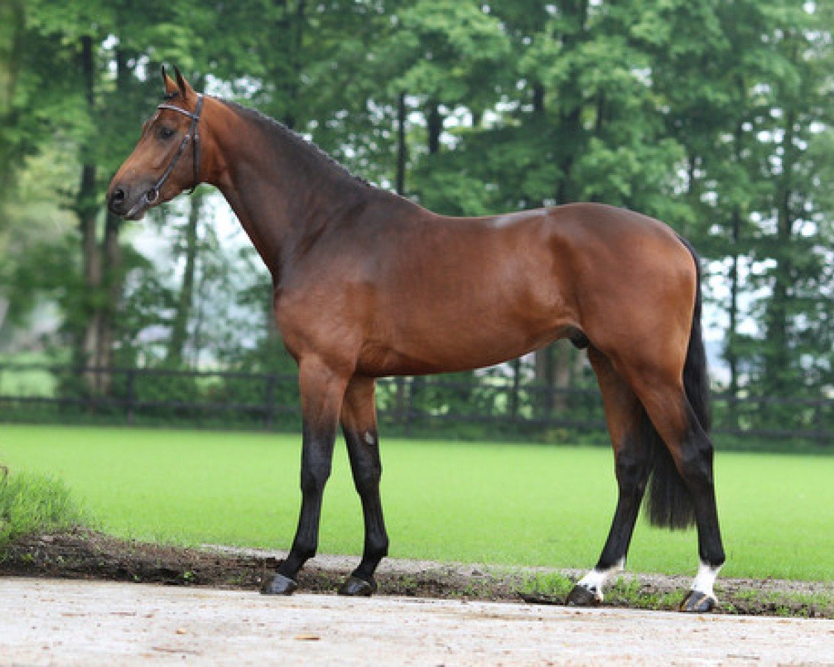 stallion Felton VDL (KWPN (Royal Dutch Sporthorse), 2010, from Chello III VDL)