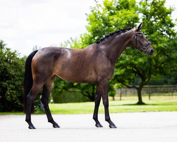 dressage horse True Love WS (Westphalian, 2020, from Glock's Toto Jr.)