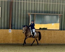 Dressurpferd Pony Paul 2 (Deutsches Reitpony, 2011, von FS Pearcy Pearson)