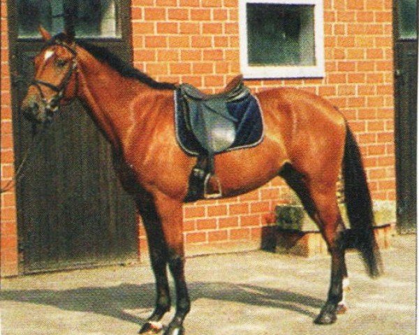 horse Ikar 14 (Polish Warmblood, 2000, from Bawarians)