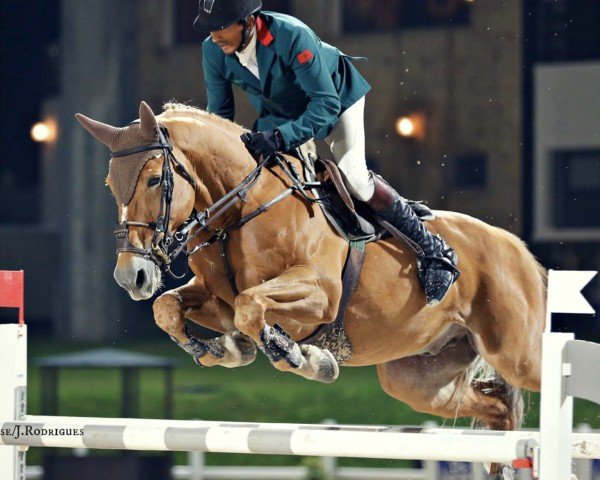 Springpferd Lansquenet du Bisp (Selle Français, 1999, von Shogoun II)