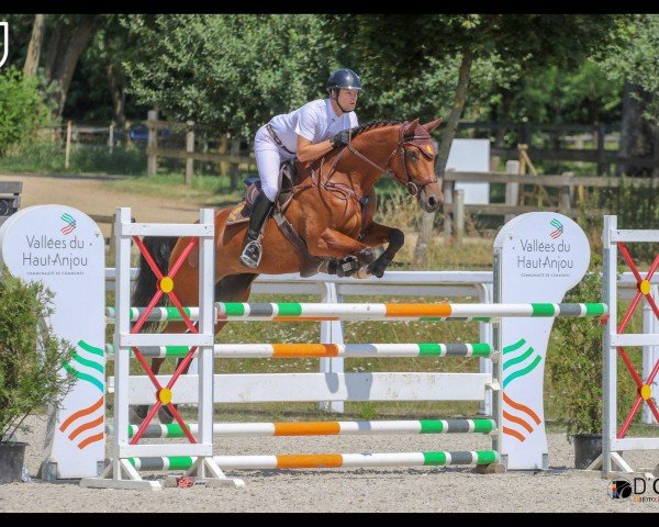 jumper Chelsea Brulaire (Selle Français, 2012, from Conrad de Hus)