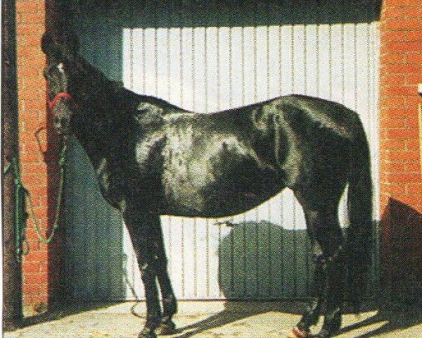 Zuchtstute Allegra III (Trakehner, 1992, von Guter Stern)